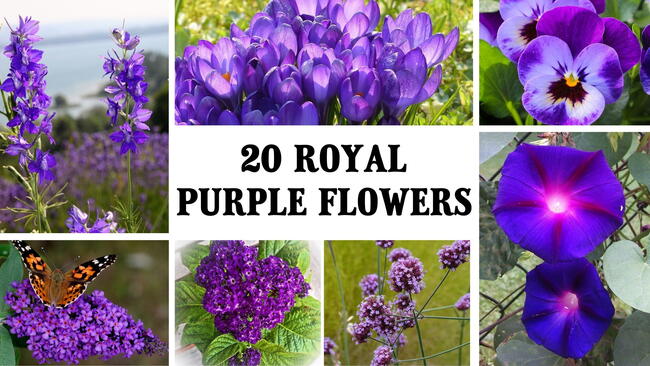 20 royal purple flowers