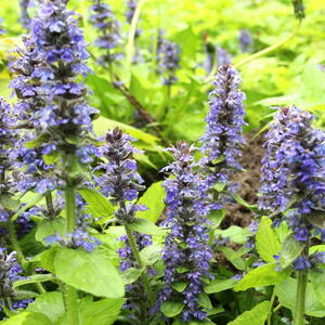 Ajuga reptans grows and blooms in herbs in the wild. 
