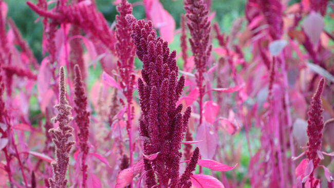 Up close photograph of pink amaranths