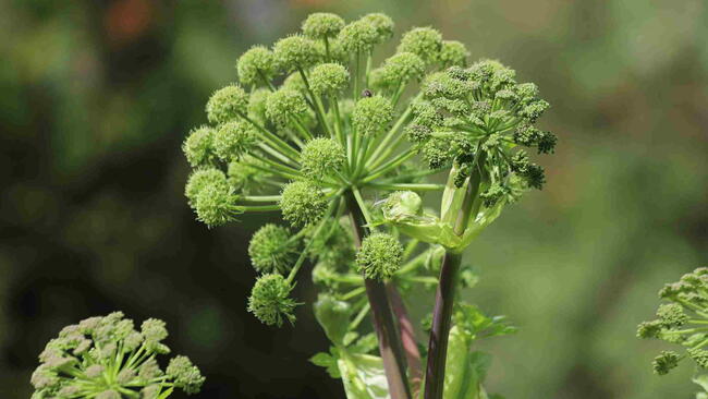 Angelica archangelica flower stalk with green buds and foamy flower heads.