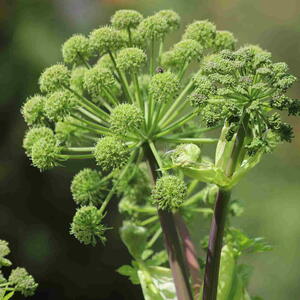 Angelica archangelica flower stalk with green buds and foamy flower heads.