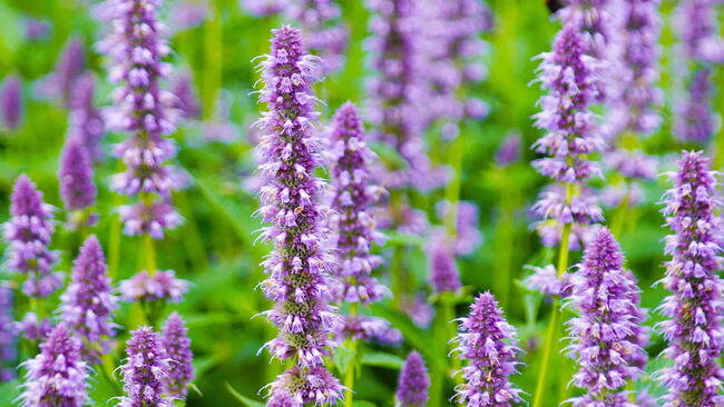 Anise Hyssop Flower