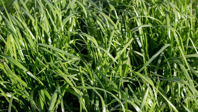 annual ryegrass (italian ryegrass) in a pasture (close-up)