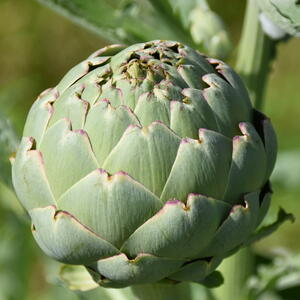 close up photo of a globe artichoke