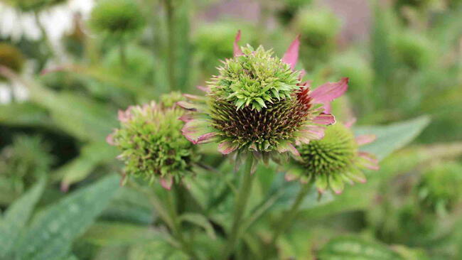Echinacea plants with aster yellows disease