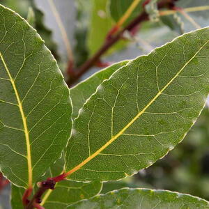 Bay leaves