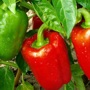green bell peppers and red bell peppers on a plant in the garden 