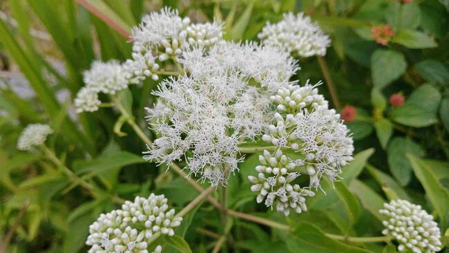 Boneset for the Garden