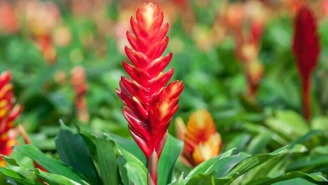 Bromeliad (Veriesea) 