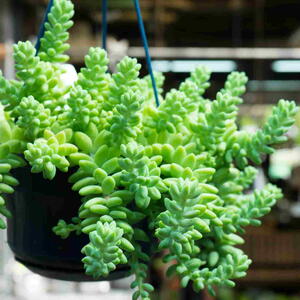 Sedum morganianum (donkey tail or burro's tail)