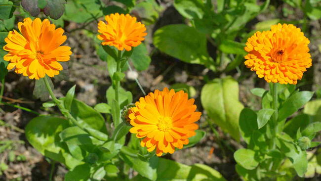 Bright orange calendula flowers blooming in a sunny garden bed