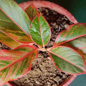 A top view of Aglaonema plants or Chinese evergreens in a pot.