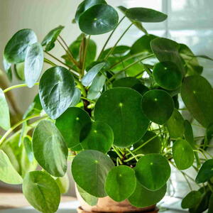 Closeup of trendy Pilea peperomioides houseplant in terracotta pot at sunlight at kitchen home. Chinese money plant