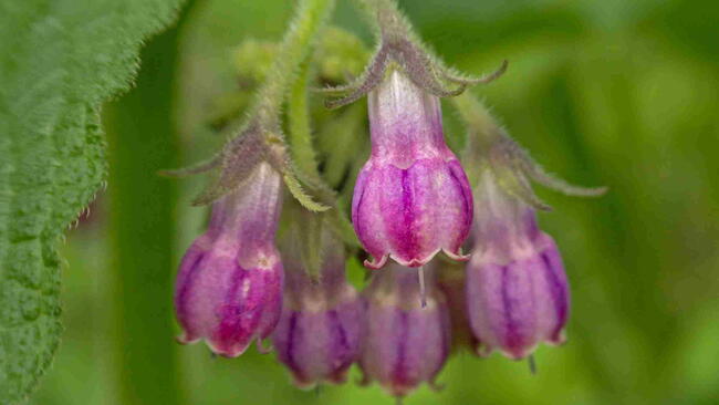 Purple flowers of comfrey (Symphytum officinale) in bloom.