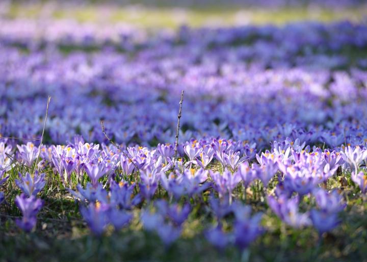 Crocus field in the spring