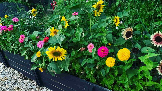 Raised Bed Cut Flower Garden