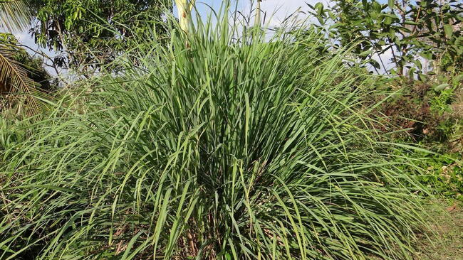 Lemongrass plant