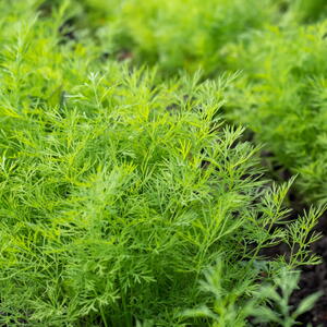 Fresh dill Anethum graveolens growing on the vegetable bed. Annual herb, family Apiaceae.