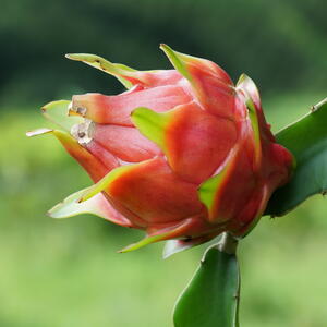 Dragon fruit or White fleshed Pitahaya, Hylocereus undatus