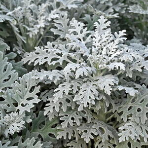 Dusty Miller Foliage Plants