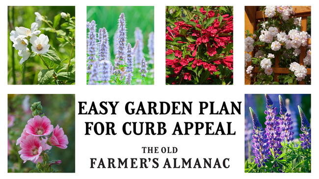 easy garden plan for curb appeal. Mock orange, hollyhock, agastache, weigiela, lupine, climbing rose