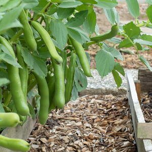 Fava Beans (Broad Beans) growing in the garden