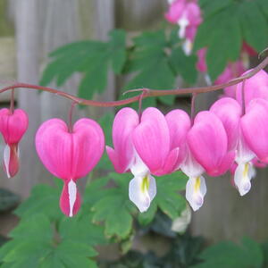 close-up of pink and white bleeding heart flowers