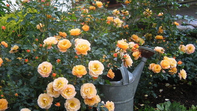 Rose 'Flower Carpet Amber' variety with a watering can