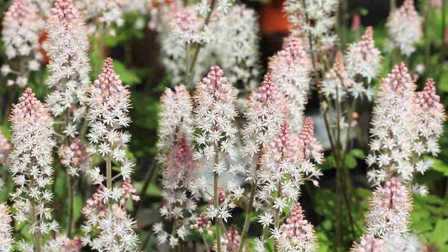 Beautiful blooming tiarella in sunny June