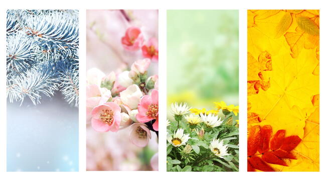 The four seasons in North America. winter, spring, summer, fall