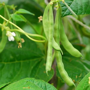green beans growing in the garden