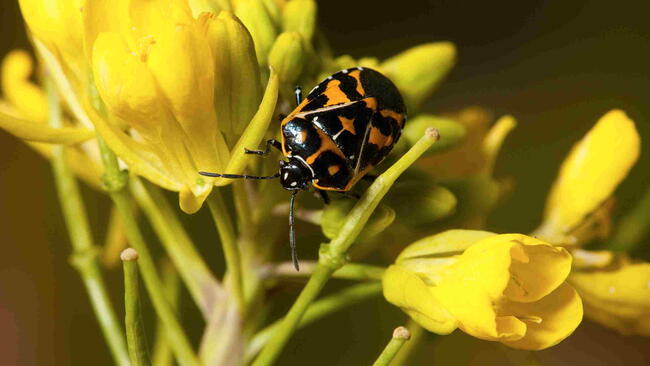 Harlequin bug feeding on a yellow flower.