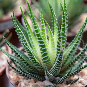 Close-up of a Haworthia zebra plant in natural sunlight. A small succulent plant with short leaves and bands of white tubercles.