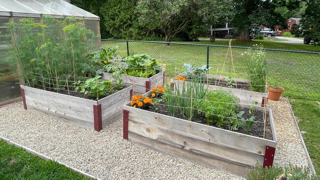 Vegetable garden raised beds surrounded by gravel