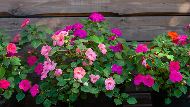 impatiens