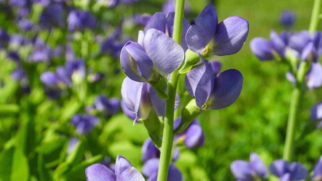Baptisia australis (Blue Wild Indigo) Native North American Prairie Wildflower