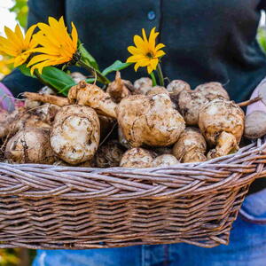 Freshly dug Jerusalem artichoke tubers kept in a basket.