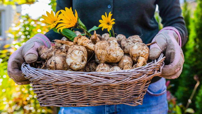 Freshly dug Jerusalem artichoke tubers kept in a basket.