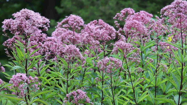 Eutrochium purpureum. Flowering purple Joe-Pye weed.