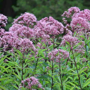 Eutrochium purpureum. Flowering purple Joe-Pye weed.