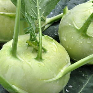 close-up of harvested kohlrabi