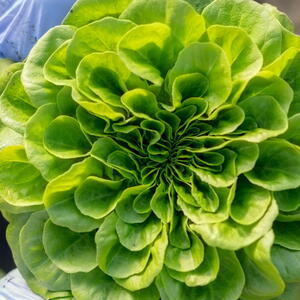 beautiful green head of lettuce being held in the garden