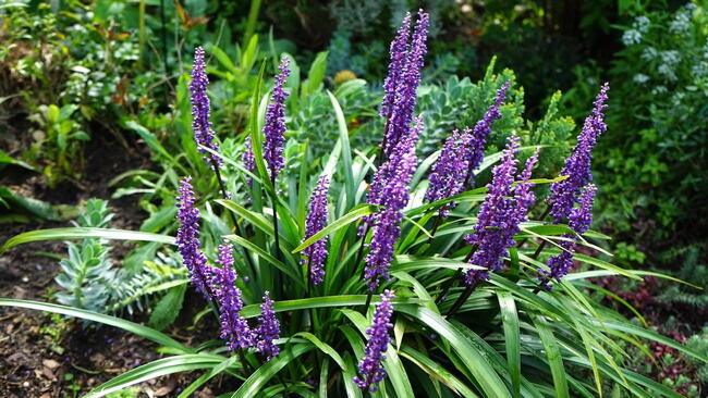 Liriope muscari, 'Moneymaker'