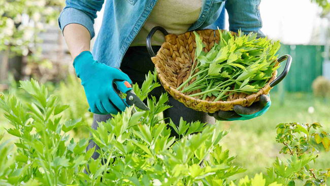 Spicy herb lovage, woman's hands with secateurs cutting harvest levisticum officinale
