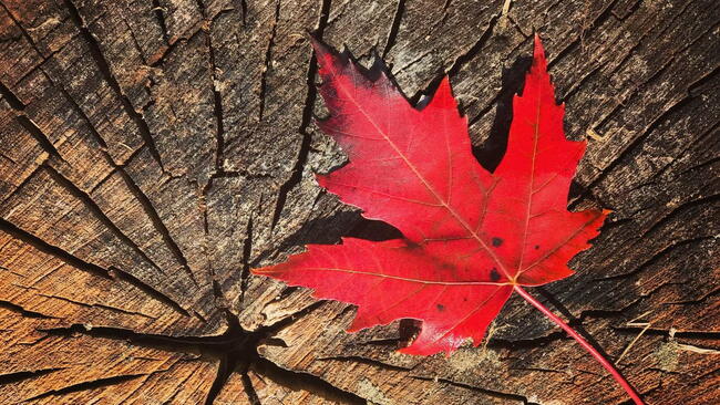 red maple leaf on a wood slab background