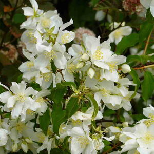 Flowers of Mock Orange Shrub
