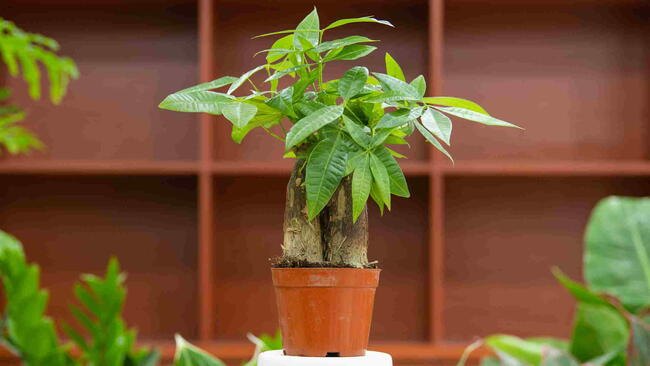 Guiana Chestnut (Pachira aquatica) plant in pot indoors
