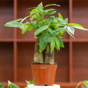 Guiana Chestnut (Pachira aquatica) plant in pot indoors