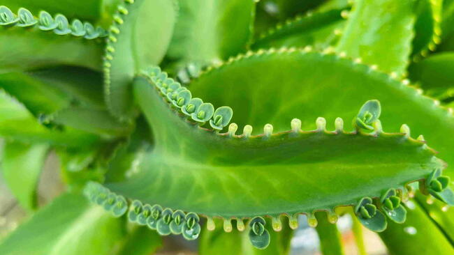 Kalanchoe daigremontiana (Mother of Thousands)