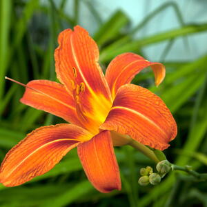 orange daylily flower